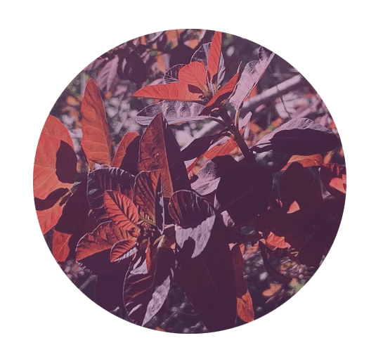 dragonsandflowers logo