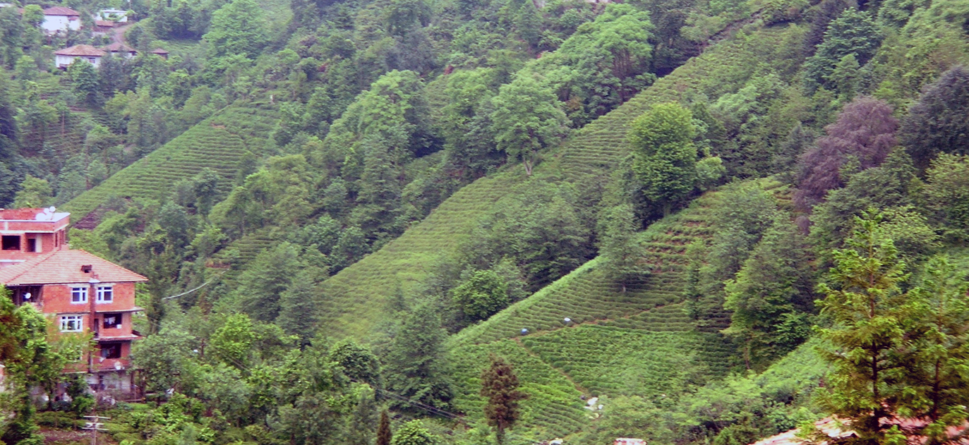 tea growers