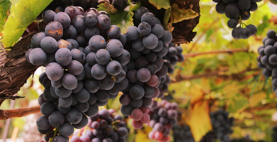 wine grapes
