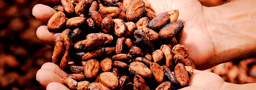 a pair of hands holding cocao beans